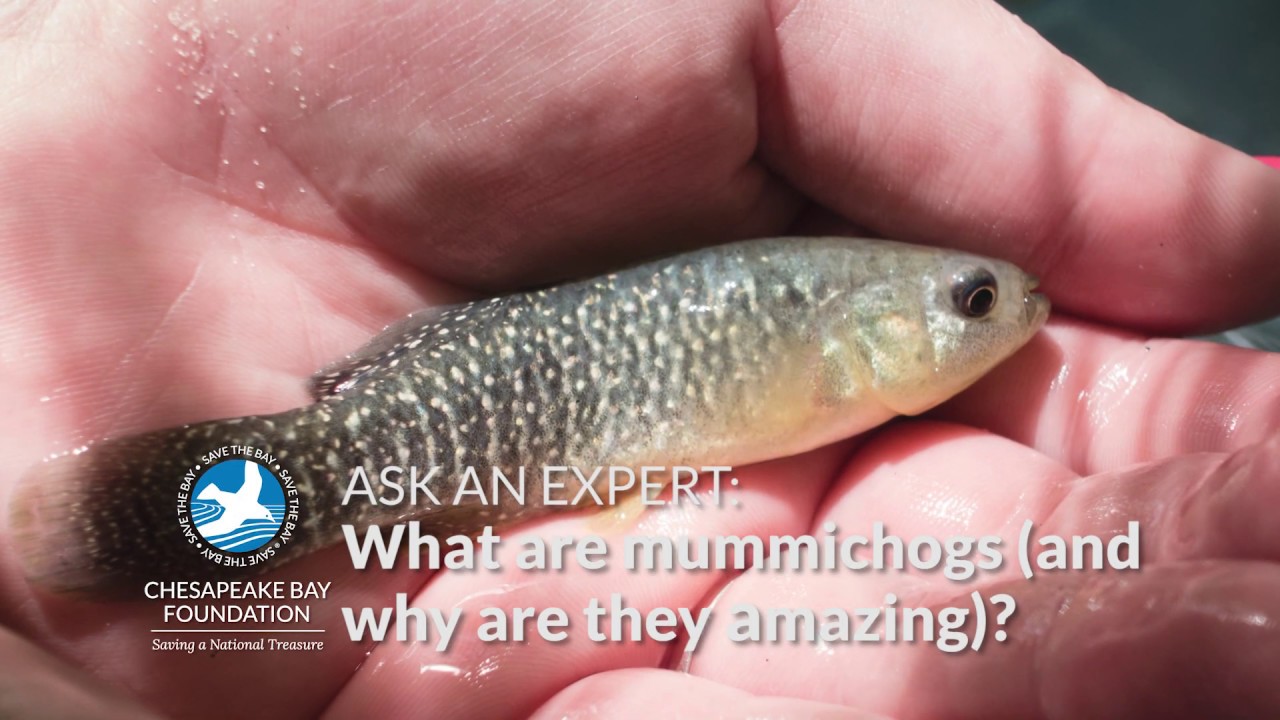 Ask an Expert: What Are Mummichogs (And Why Are They Amazing)?