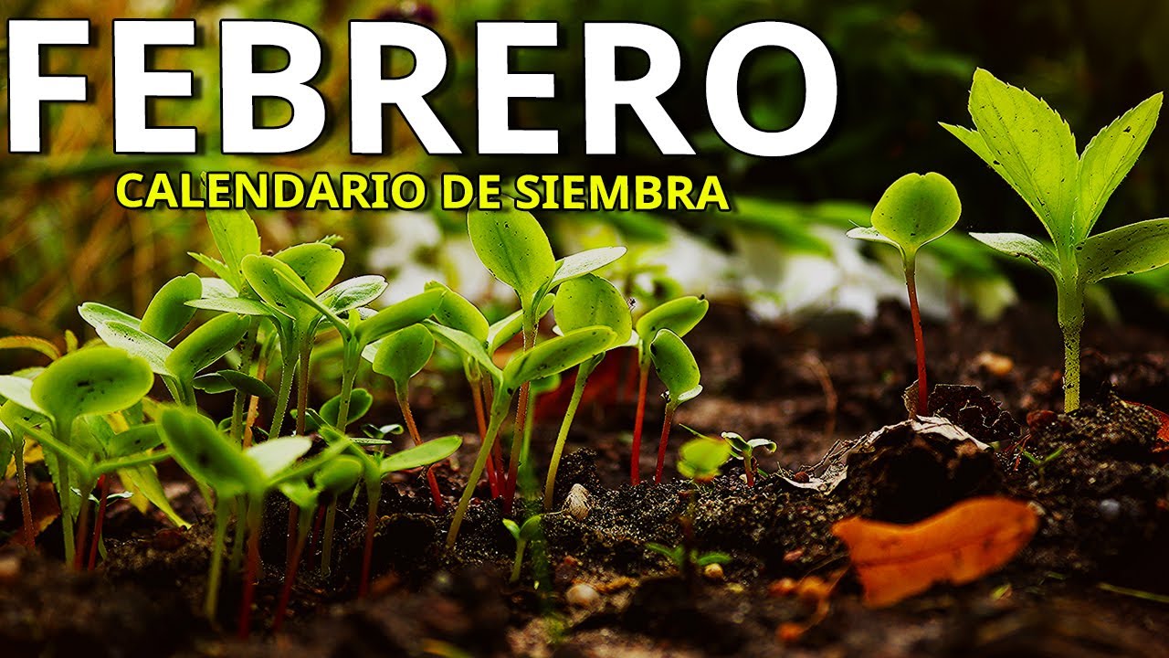 Que SEMBRAR y PLANTAR en FEBRERO …Huerto ➕️ Aromáticas ➕️ Flores ( Calendario de Siembra)