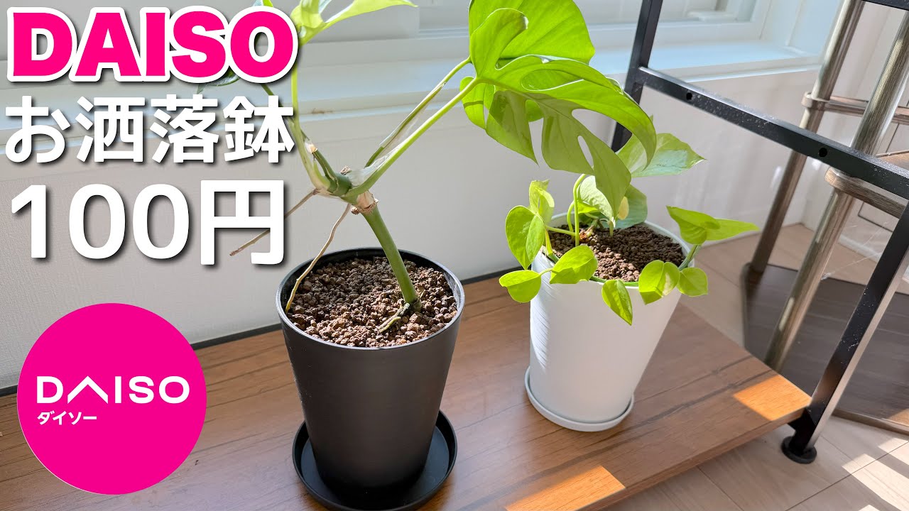 100均（ダイソー）の鉢がお洒落でスタイリッシュ！観葉植物に超オススメ！ポトスライム、ヒメモンステラの水差しを植え付け！　観葉植物　水差し