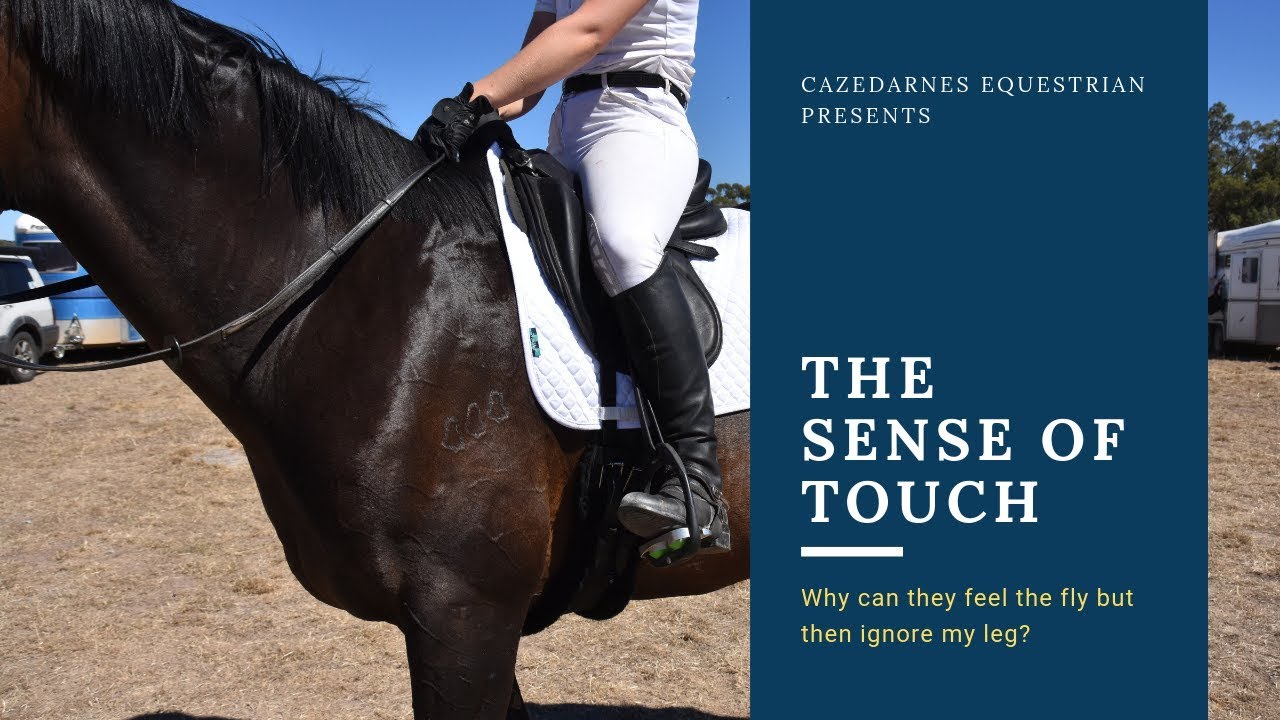 Sense of Touch in Horses