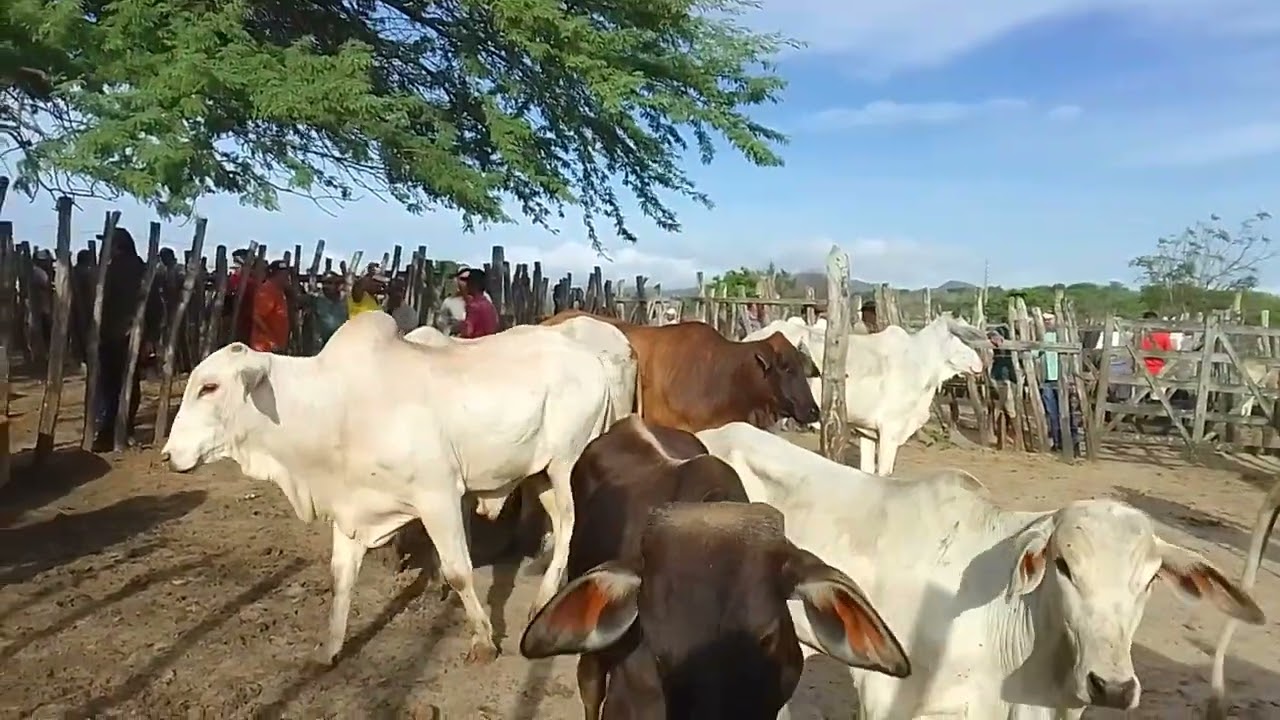 Feira do gado de Guarabira PB. 19/02/26🌵🤠