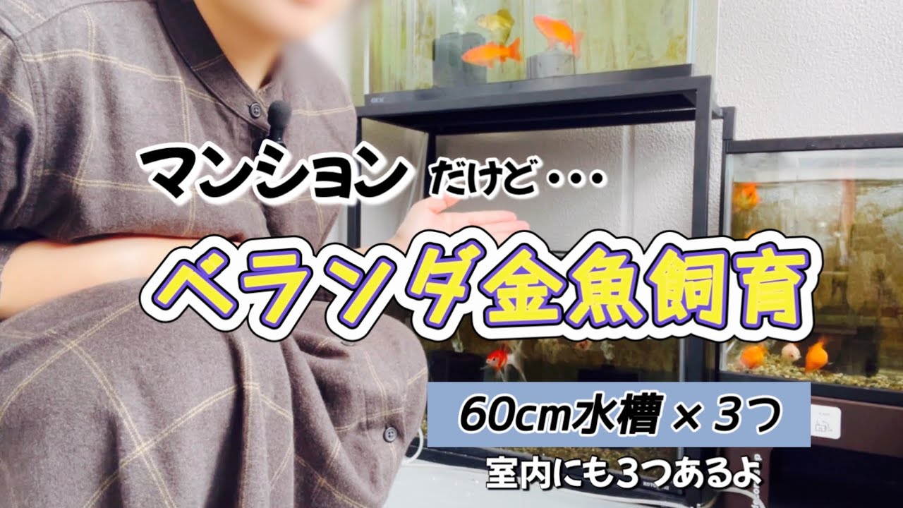 【金魚】マンションでの金魚飼育 水槽の紹介しつつ餌やりします。