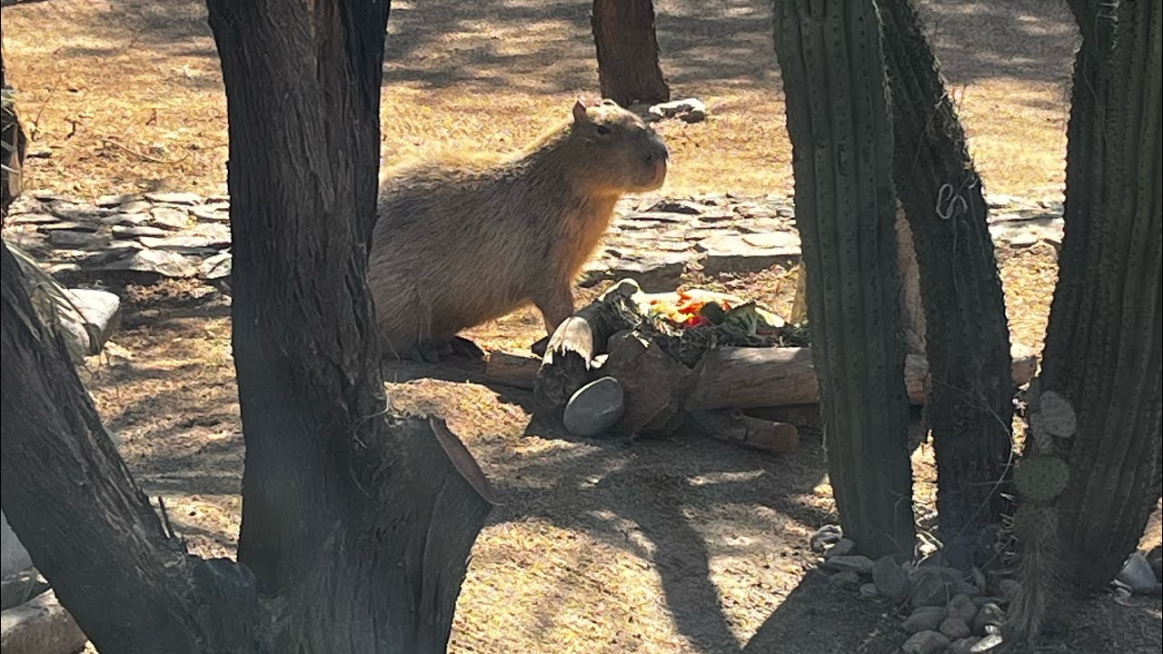 Fuimos a ver al capibara más famoso chicos  😱🤩 #capibara  #video   #sonora #ecológico #parati 
