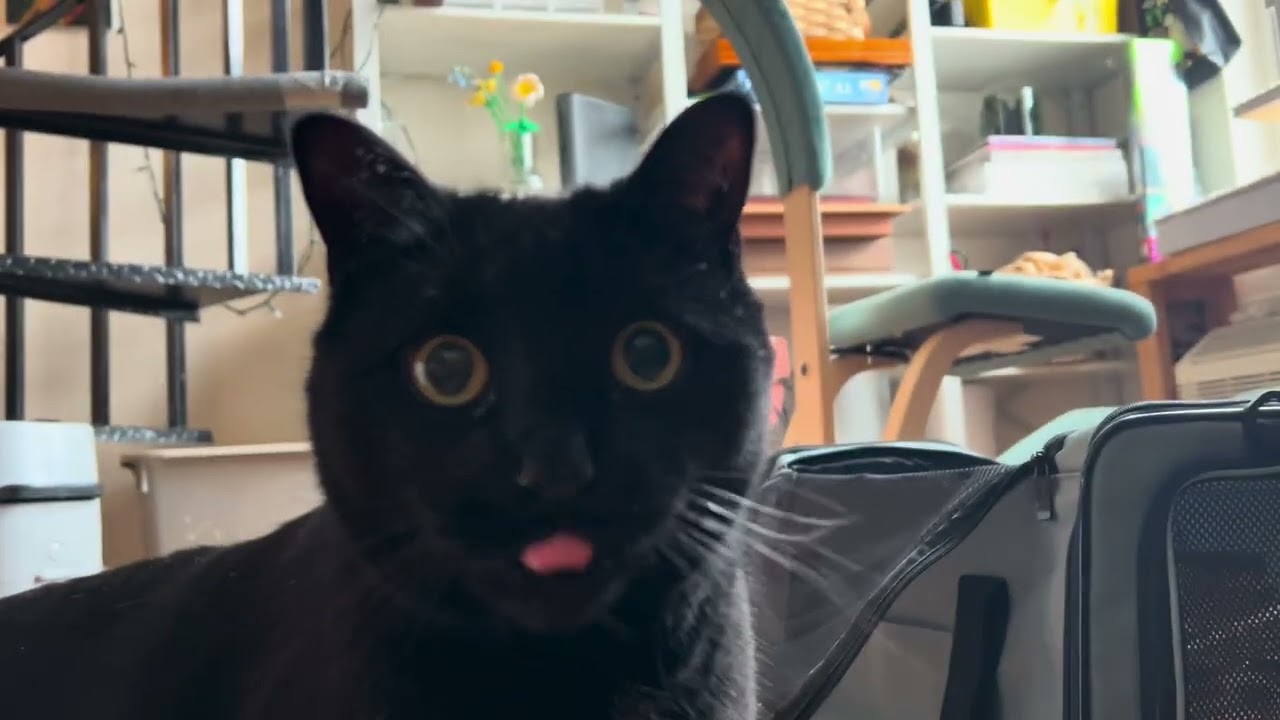 I Gave My Cat Asparagus… and This Happened