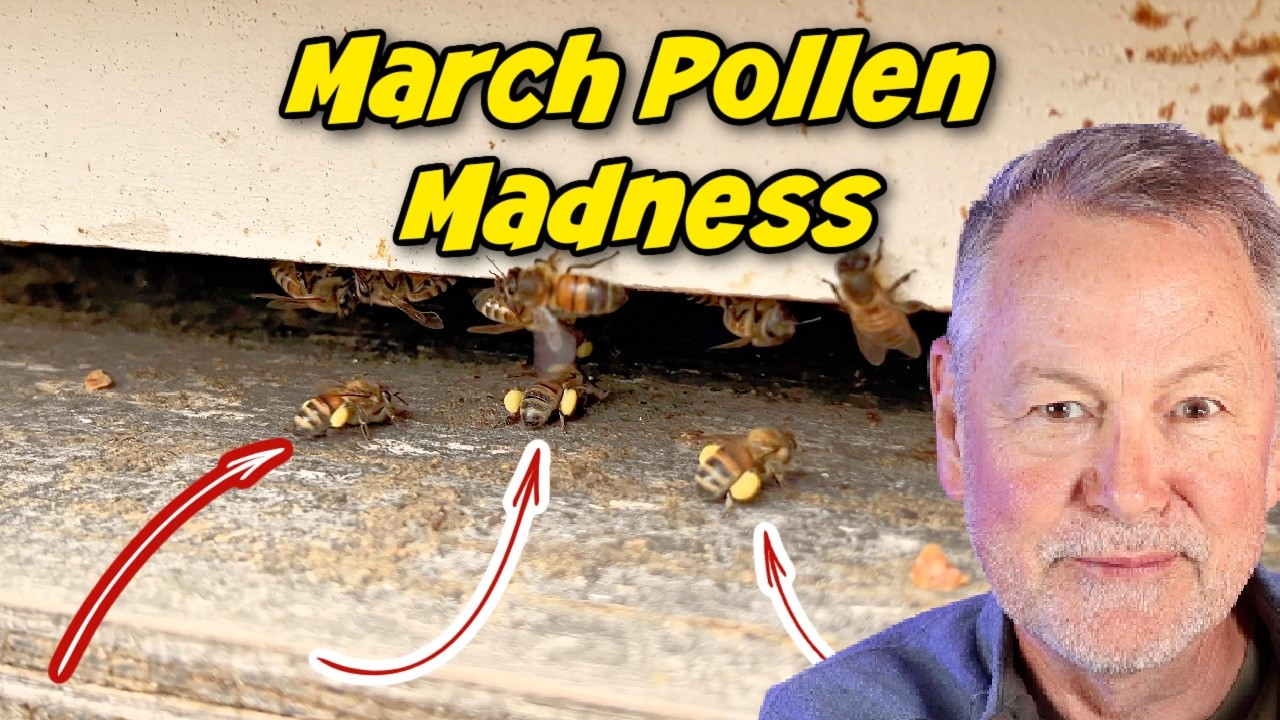 Beekeeping: Does Pollen Mean Your Hive Has a Queen?