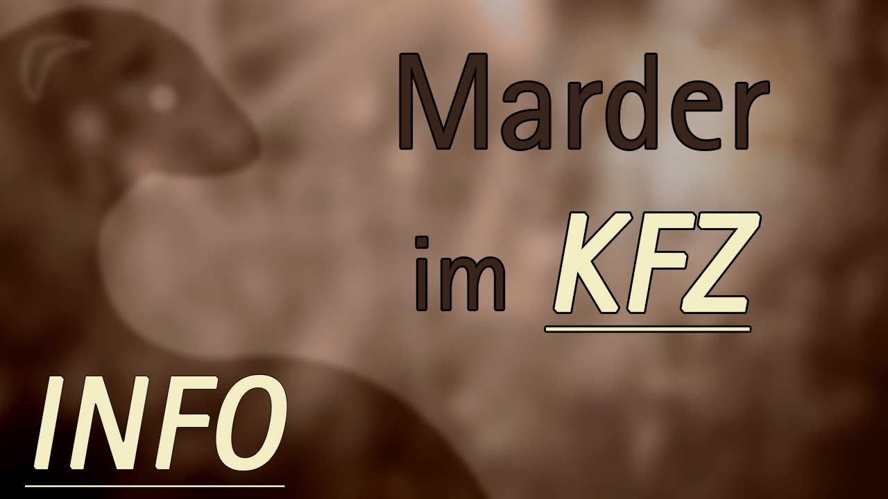 Habe ich einen Marder in meinem Auto? | MARDERFREI GMBH