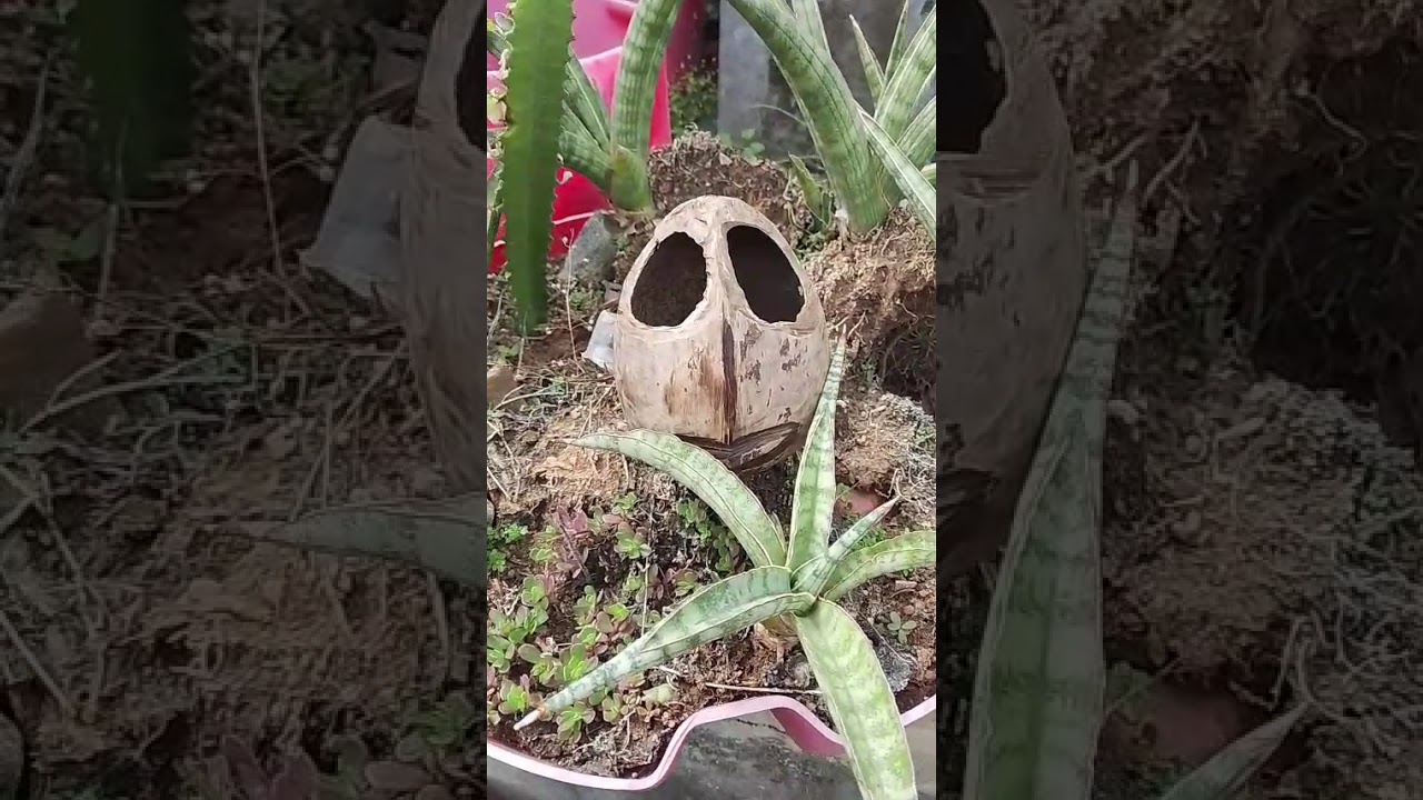 Searching for a suitable plant for my doll pot 
