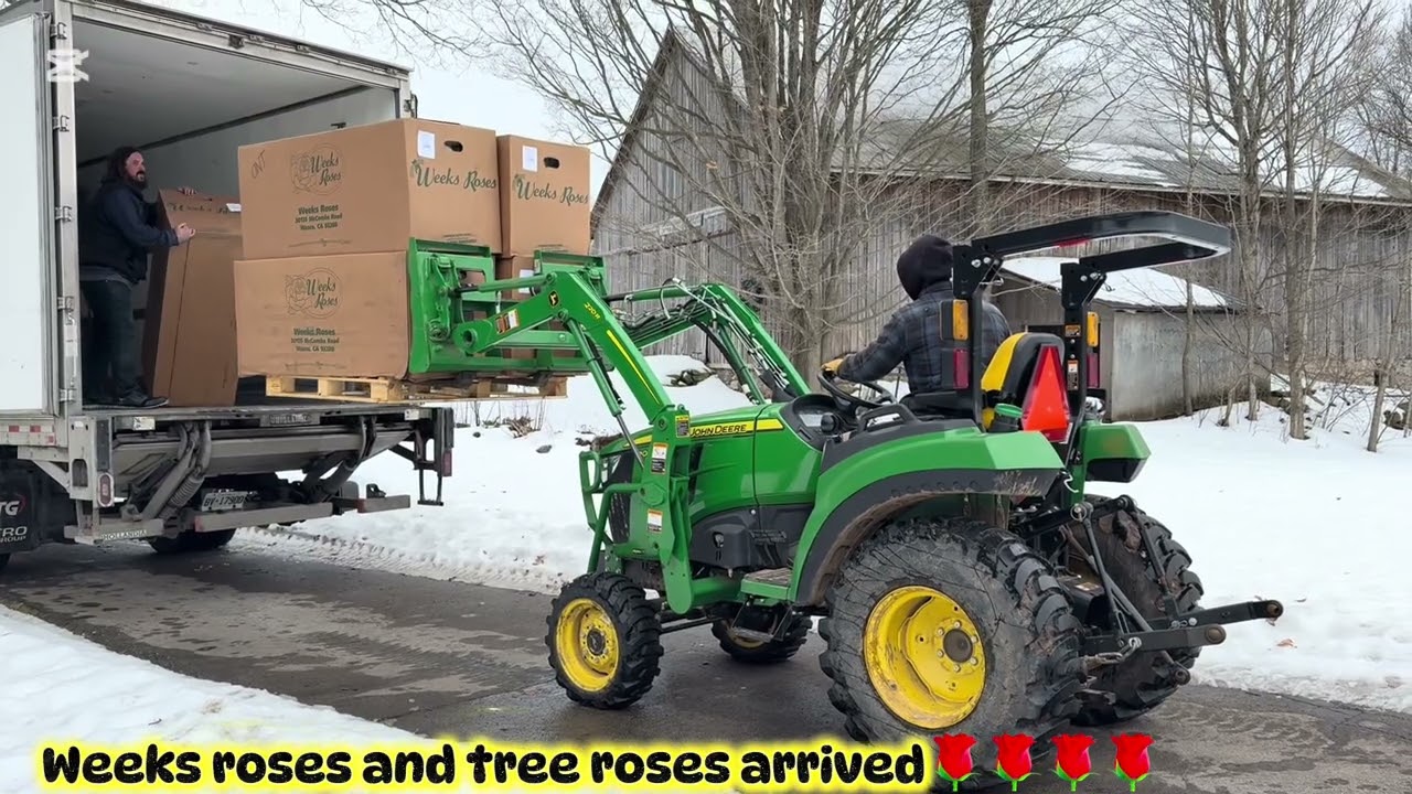Weeks roses and tree roses arrived 🌹🌹🌹🌹