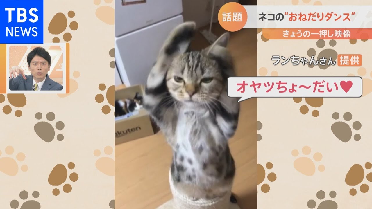 エサを“おねだりダンス”する猫【Ｎスタ】