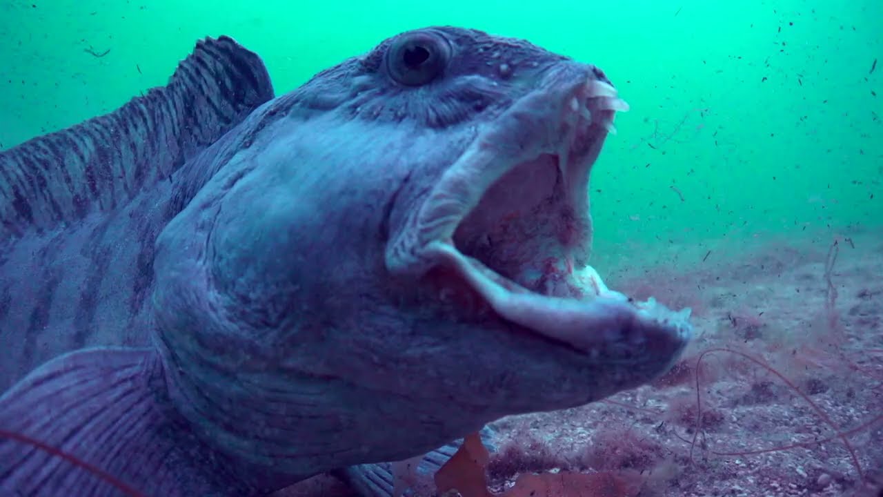 Esp&egrave;ces en p&eacute;ril au Canada atlantique &ndash; Loup de mer