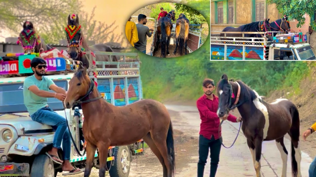 Aaj 2 ghodi ko aek sath aek gadi me leke gaye 😍