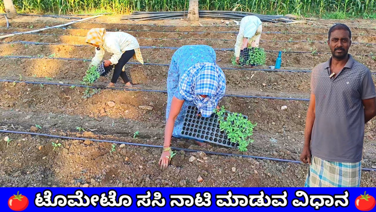 ಟೊಮೆಟೊ ಸಸಿ ನಾಟಿ ಮಾಡುವ ವಿಧಾನ | tomato farming information kannada | ಟೊಮೆಟೊ ಬೆಳೆಯುವ ವಿಧಾನ.tomato plant
