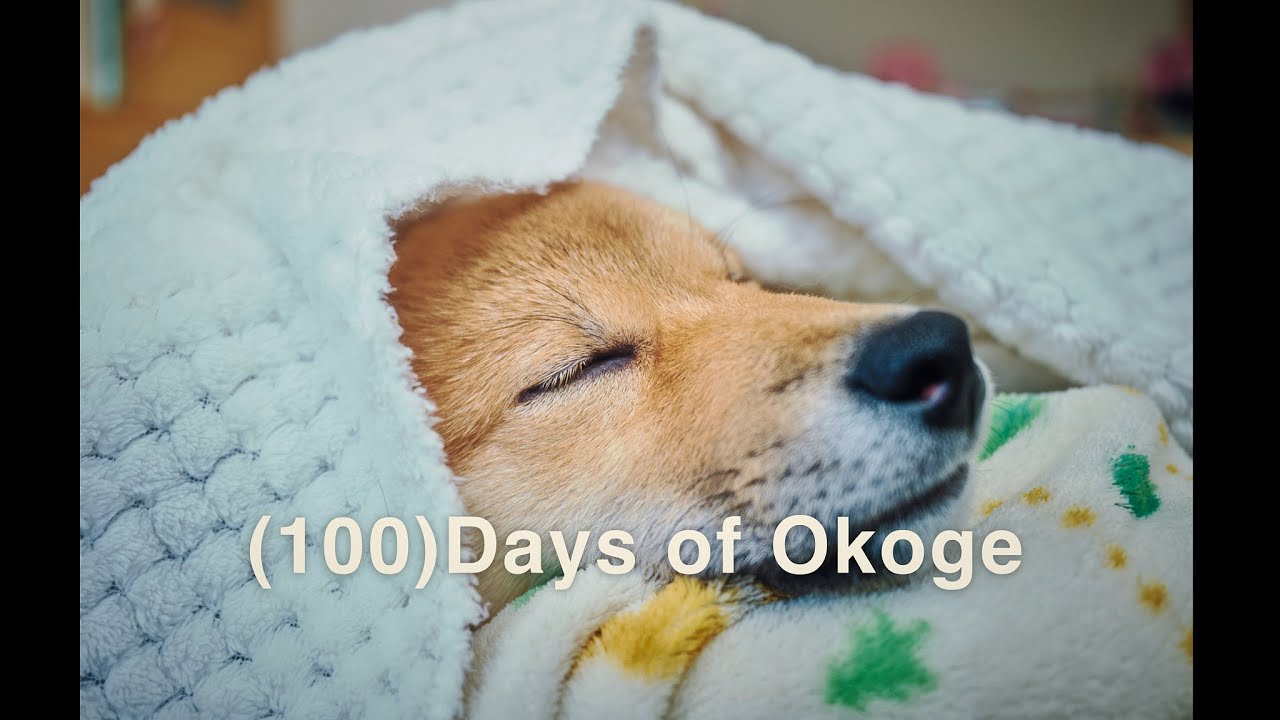 (100) Days of Okoge / 柴犬生後100日までの記録