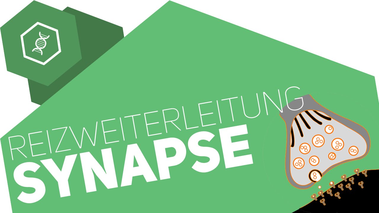 Synapse - Reizübertragung