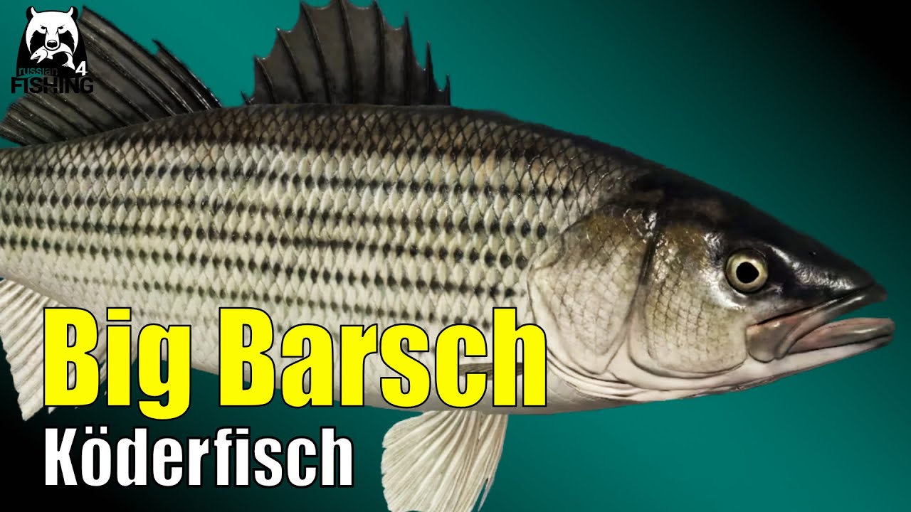 Russian Fishing 4 - Elk Lake - Köderfische im Test, Felsenbarsch auf Maifisch #rf4