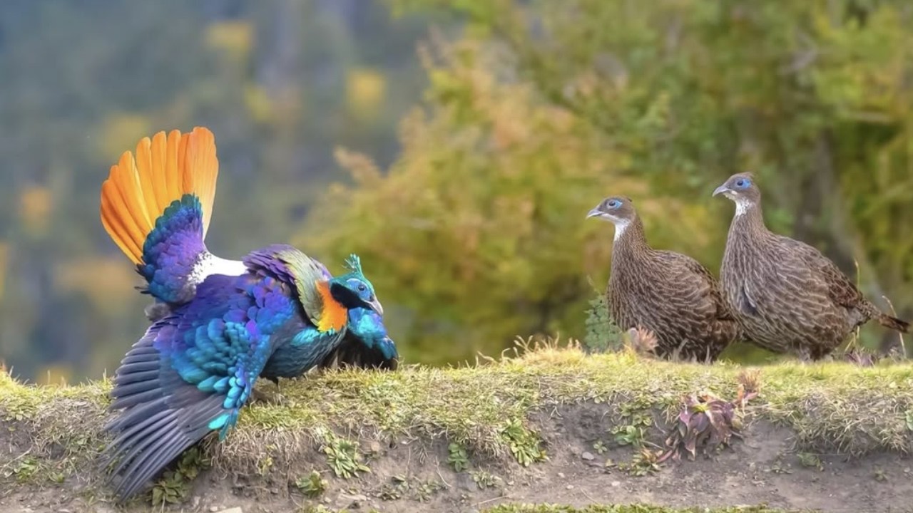 Птицы Китая &mdash; 20 самых красивых видов, в существование которых вы не поверите!