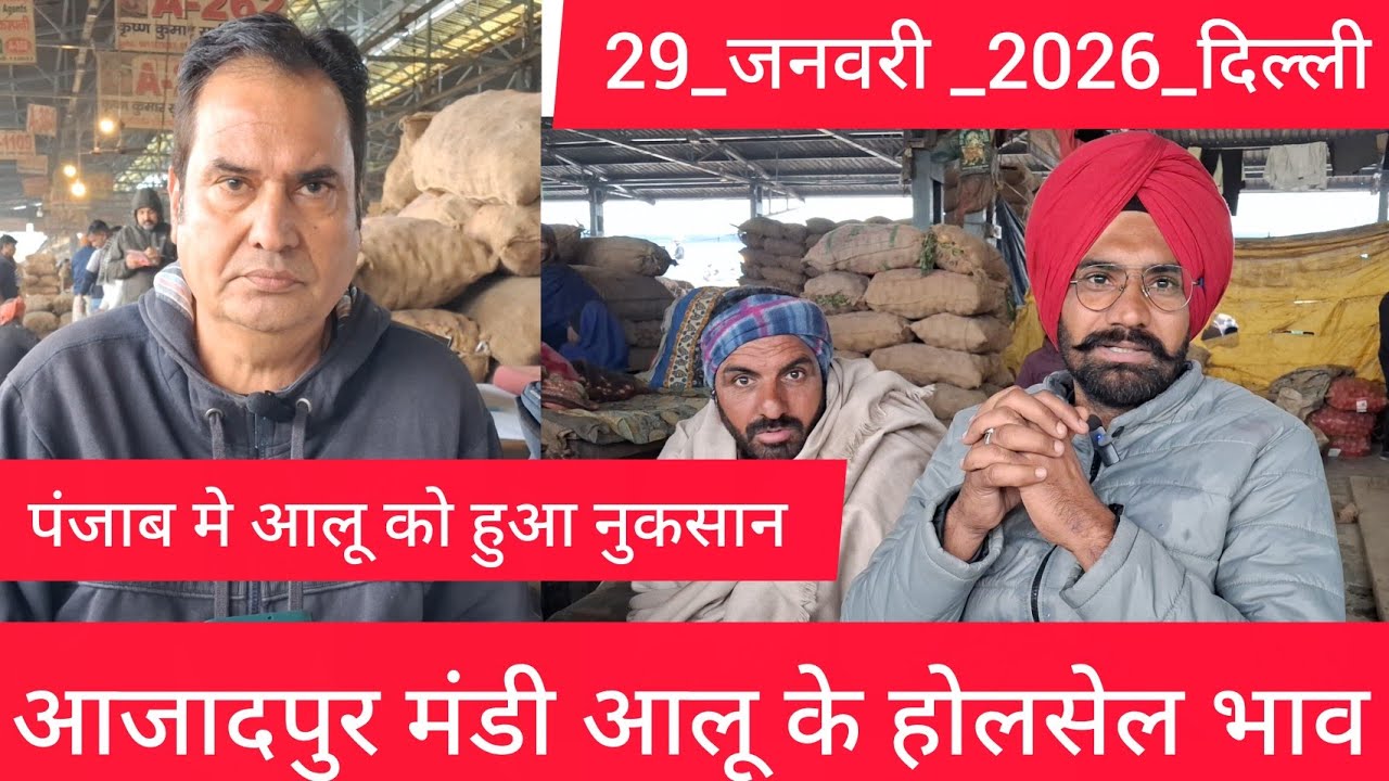 January 29, 2026 दिल्ली 🥔आलू के भाव Azadpur Delhi mandi today #PotatoMarket #delhipotatomarket 