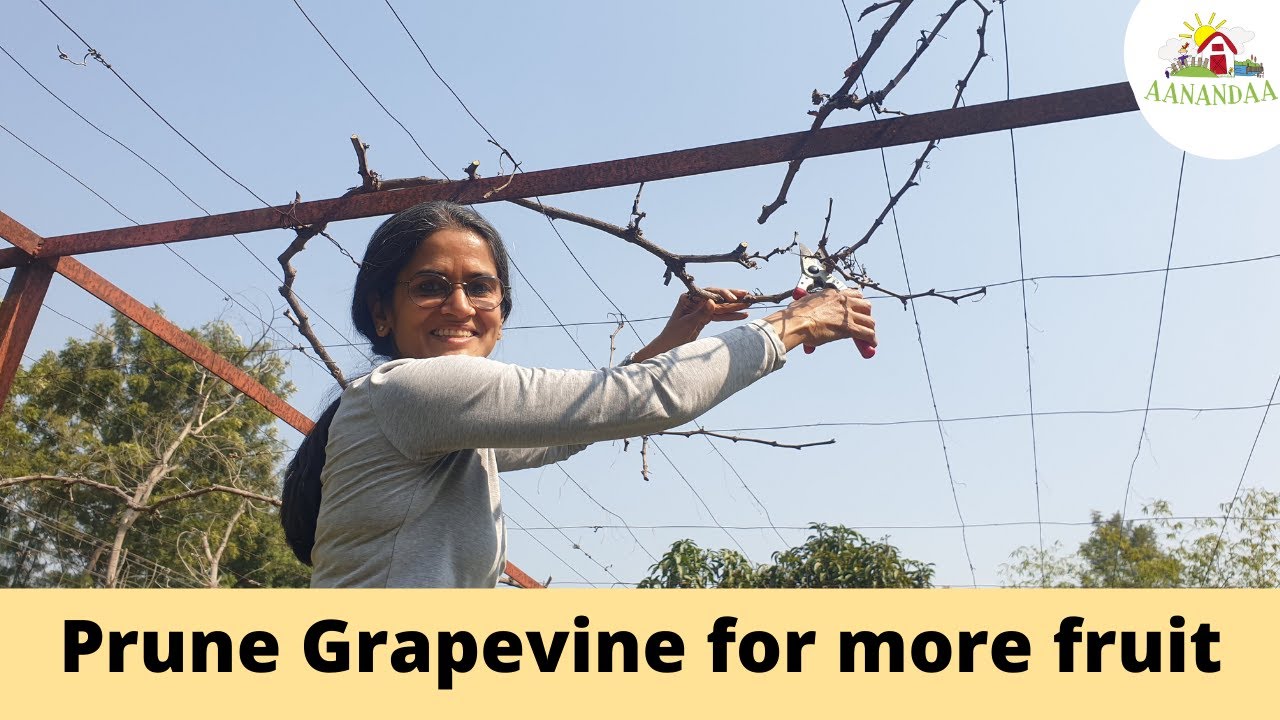 Pruning grapevines for more fruit production