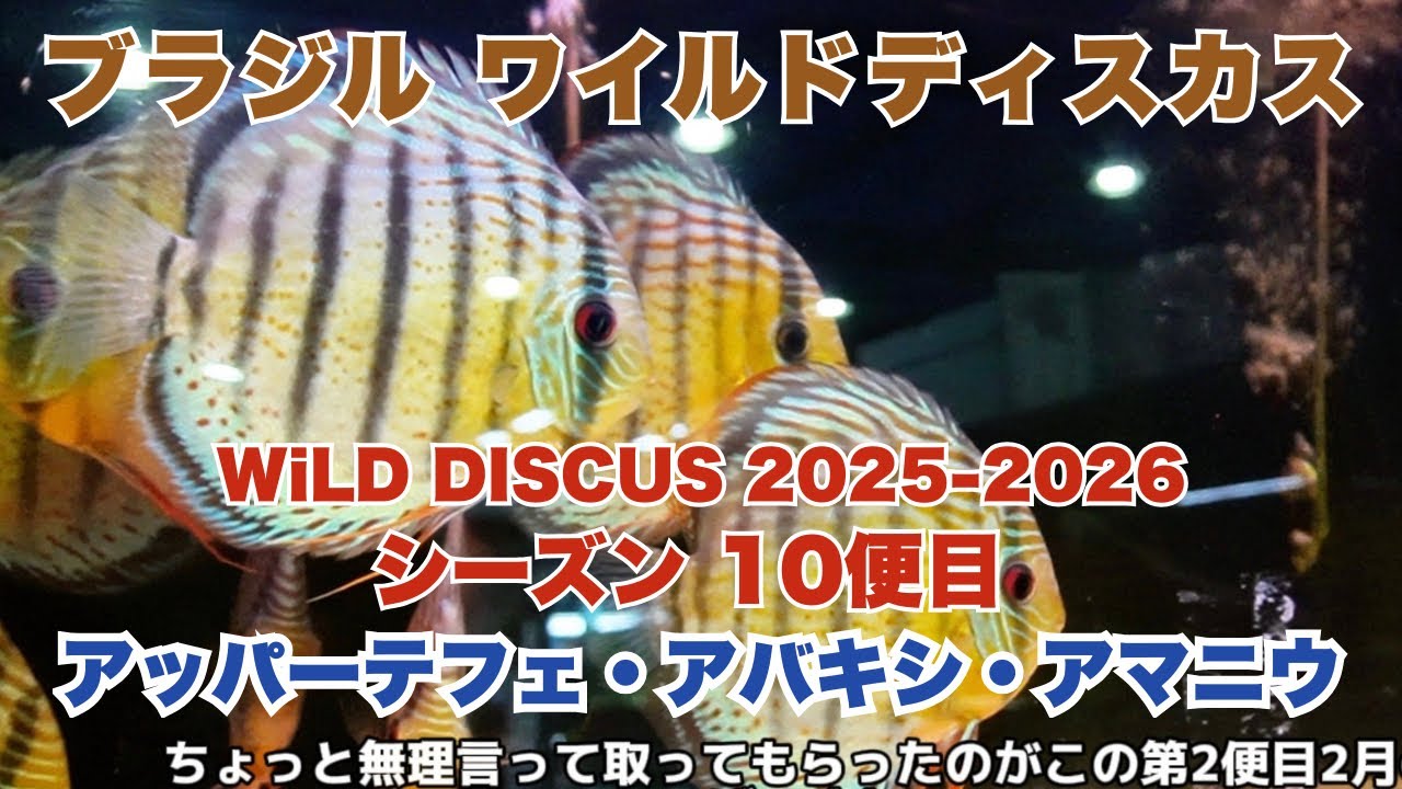ワイルドディスカス2025-2026シーズン10便目 アッパーテフェ・アバキシ・アマニウの入荷個体一挙紹介！