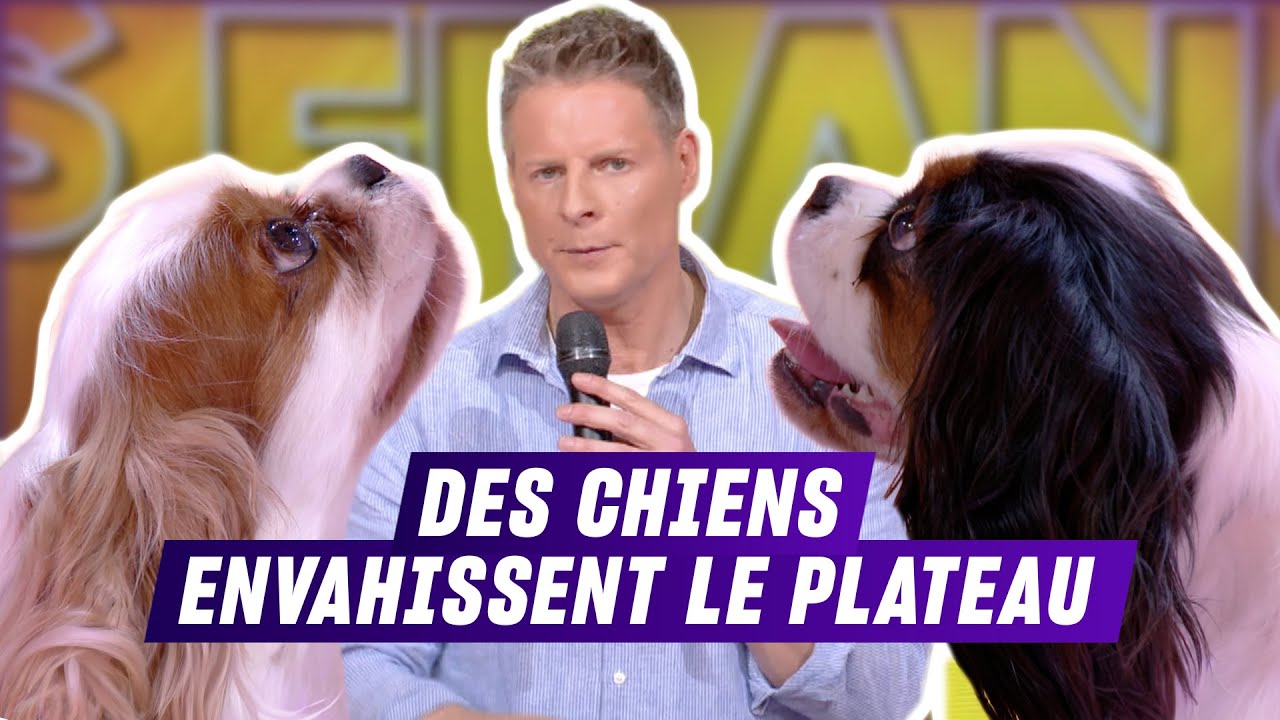 Découvrez les 10 chiens préférés des Français