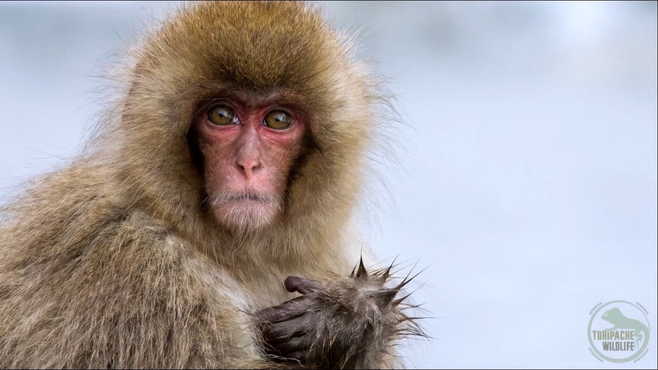 Macaco japones.