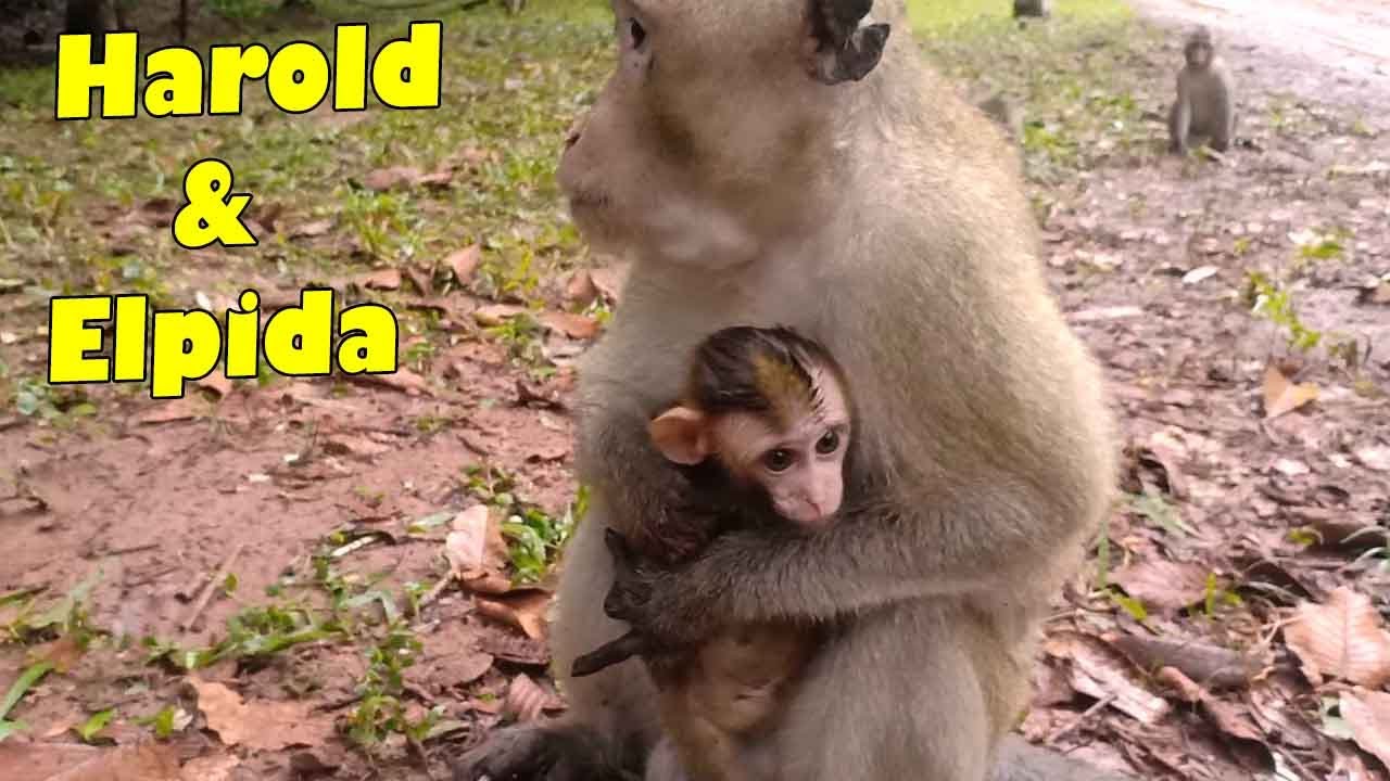 Great News! Papa Harold Hold Hard And Carefully But Sometimes Elpida Seems Hard To Get Food.