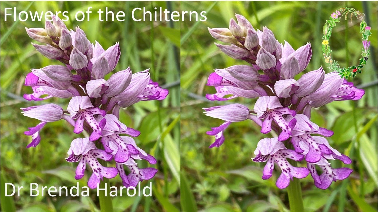 Flowers Of The Chilterns