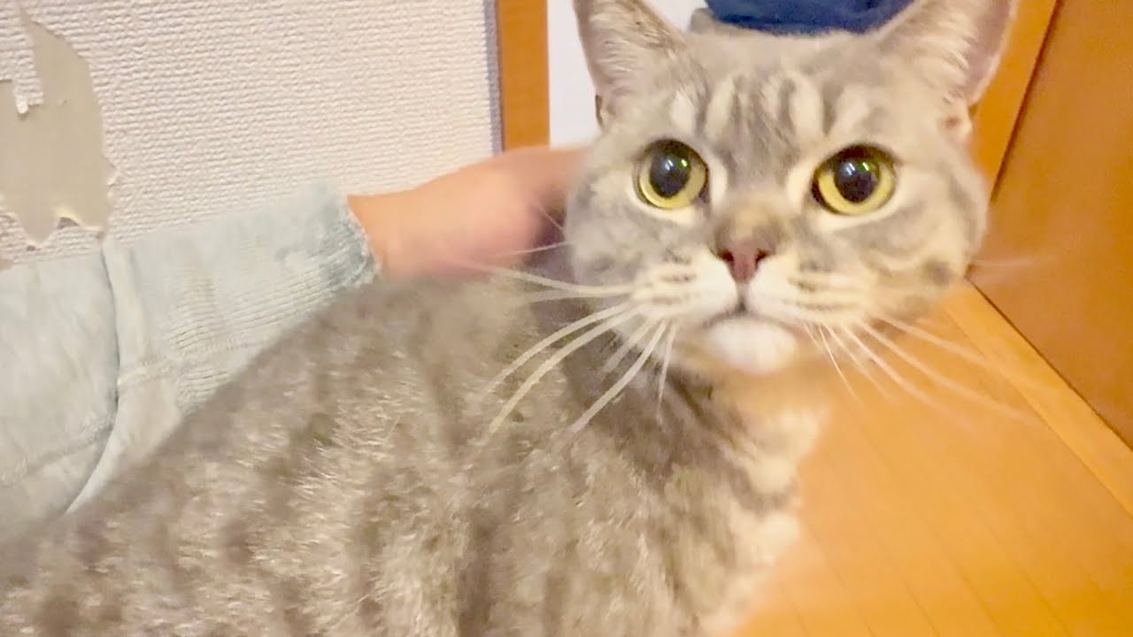 あれから、おぎんくんの性格が変わりました。