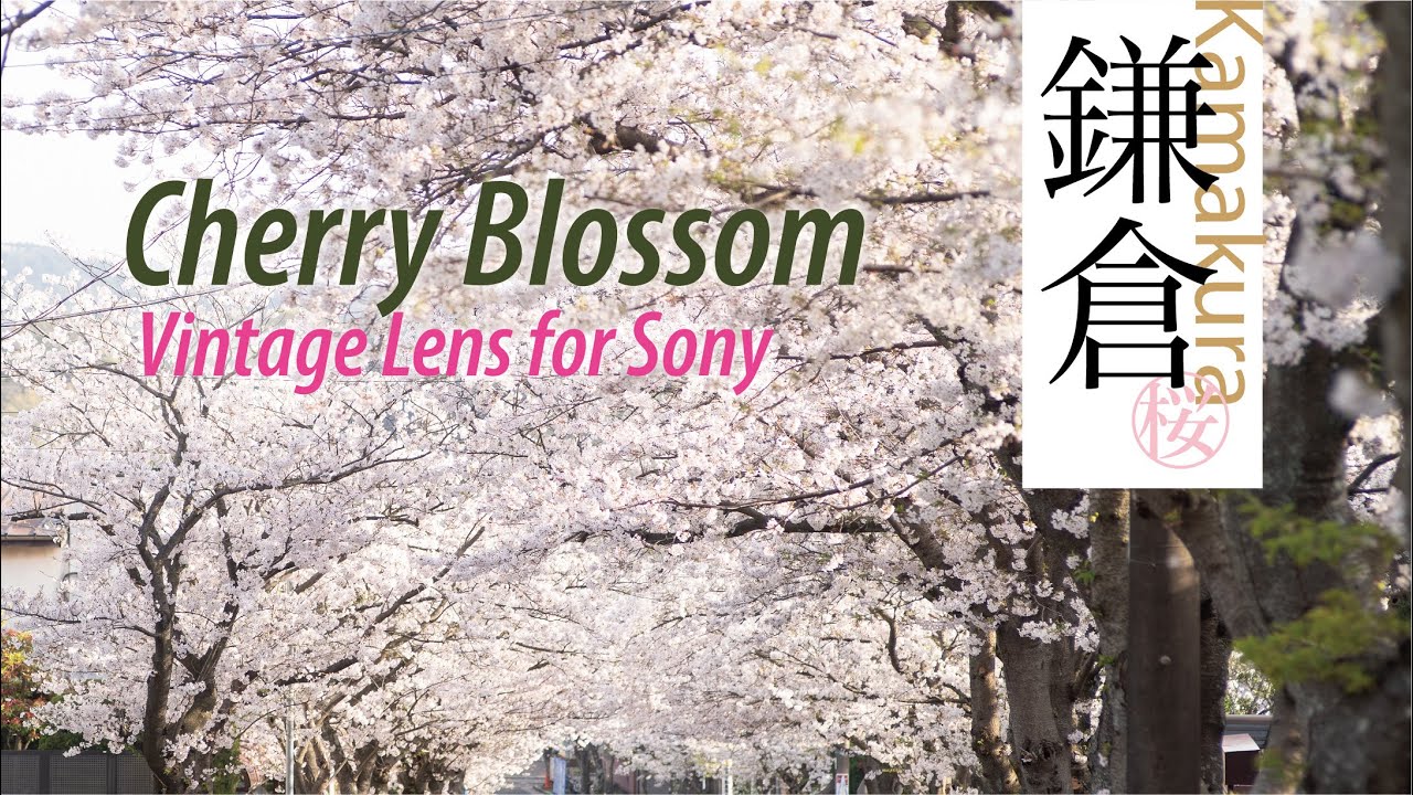 Vintage Lens on Sony a7iii: 02 // Meyer-Optik Görlitz 100, Video & Photo | Kamakura, Cherry blossom