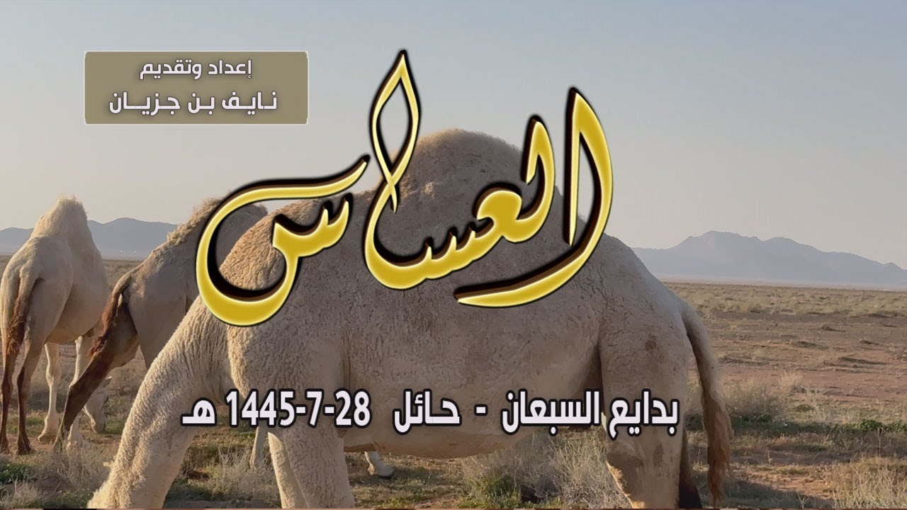 برنامج العساس | بدايع السبعان - حائل  28 - 7 - 1445 هـ