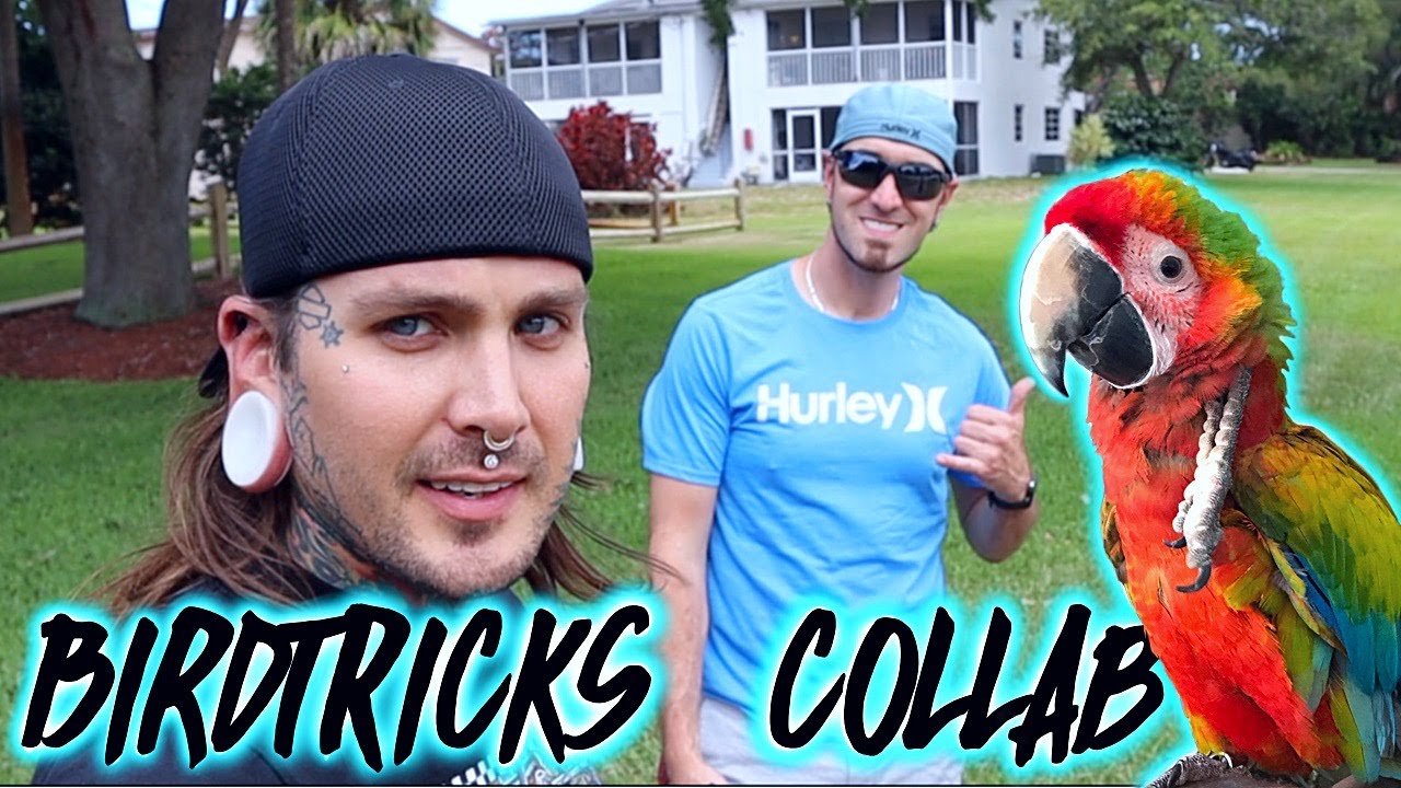 Macaw Training with Birdtricks finally! And Freeflying Parrots with BlueMacawHouse!