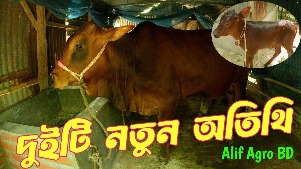 আমাদের বাড়িতে আরো দুইটা নতুন অতিথি!! দাম ১ লাখ ৩৫ হাজার টাকা !!Alif Agro BD
