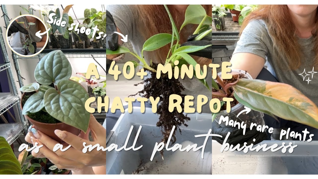 🌱💬Lots of Repotting for Botanika Houten & Webshop Restock - as a small plant business