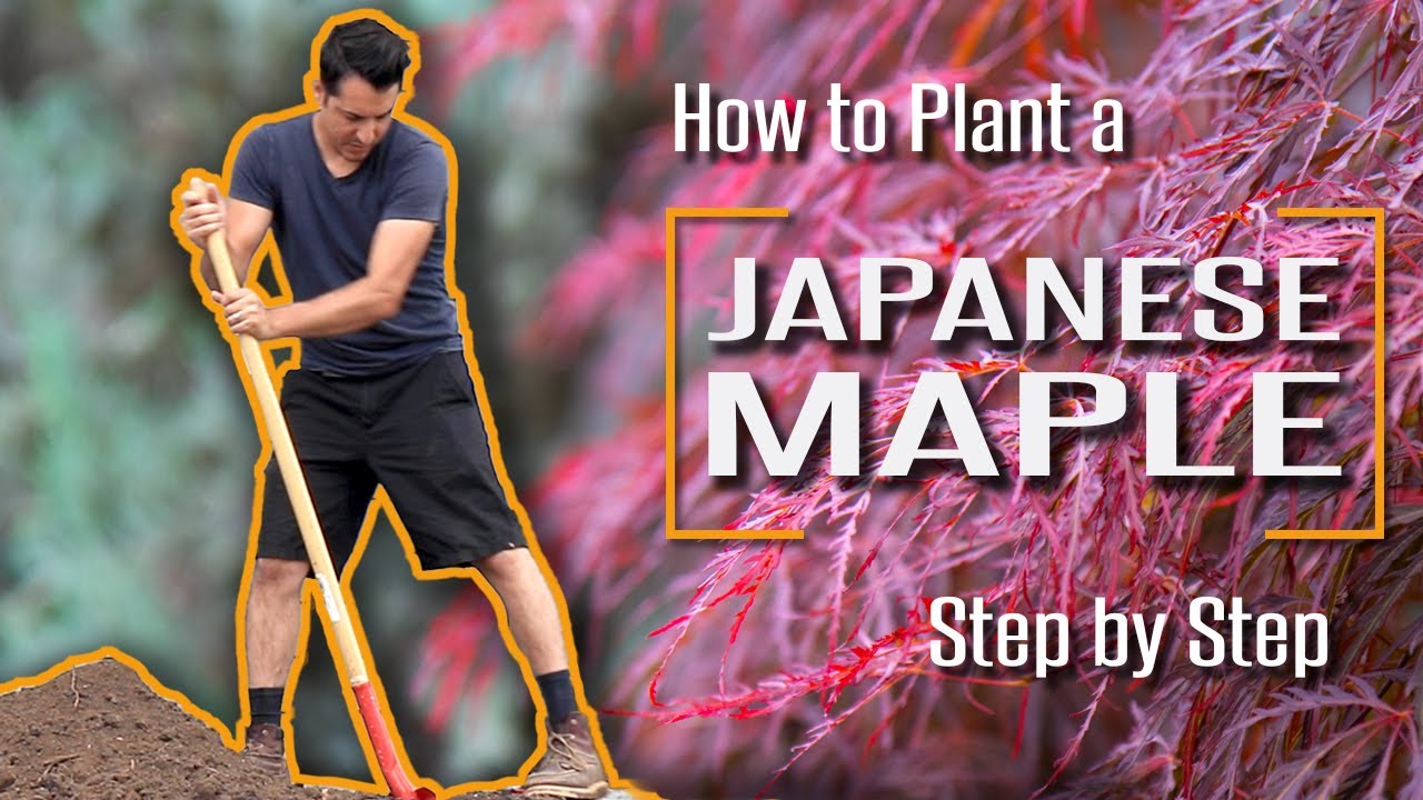 How to Plant a Japanese Maple Correctly | Step by Step for Beginners.