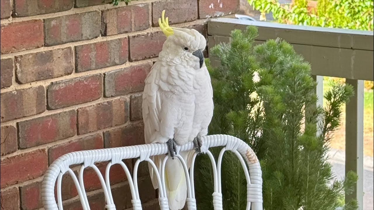 See Why Australian Magpies' Call Is Legendary in This Breakfast Scene