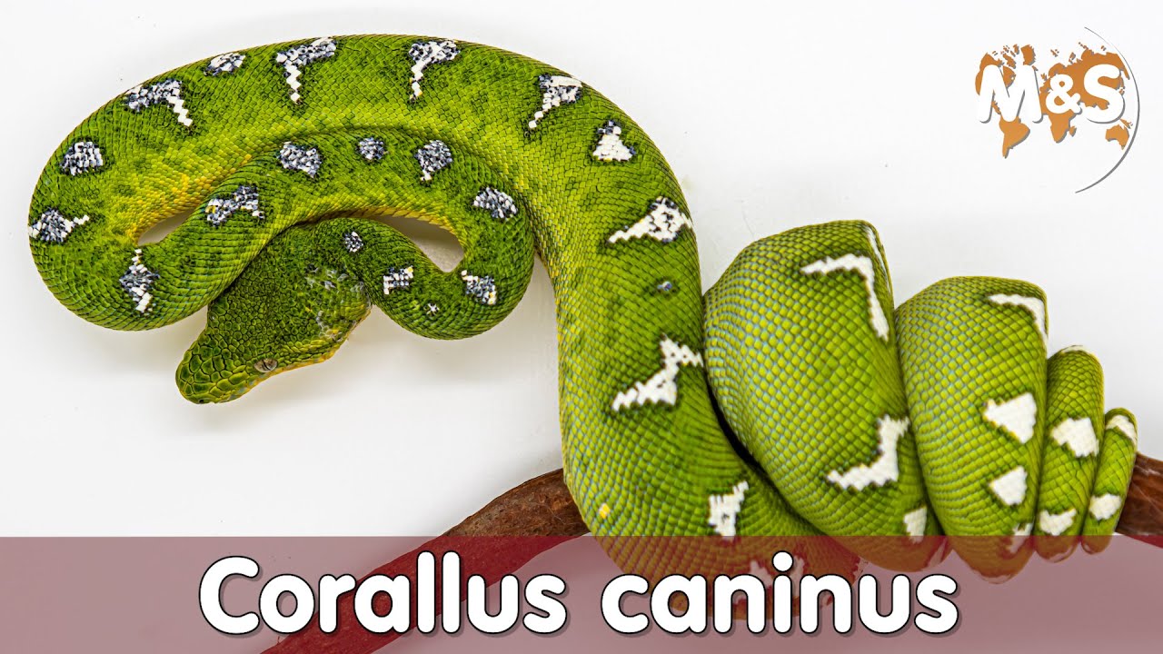 Gr&uuml;ner Hundskopfschlinger | Corallus caninus