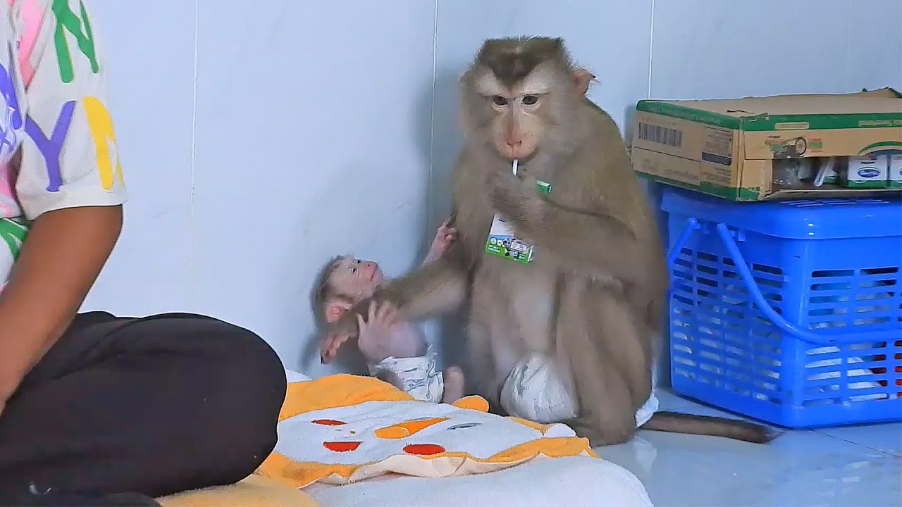 Mommy Luna Not Allowing Baby Luka Touch Milk Box