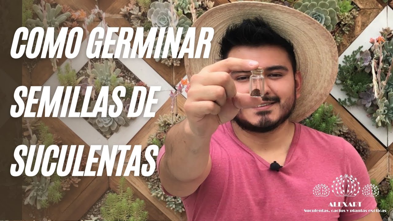 Cómo germinar semillas de suculentas