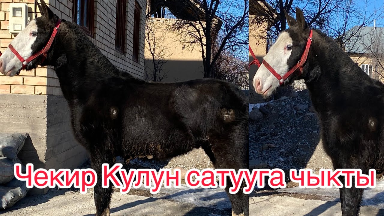 Сатылат кулун Тел+996 220 049 392 Баасы 150 мин сом