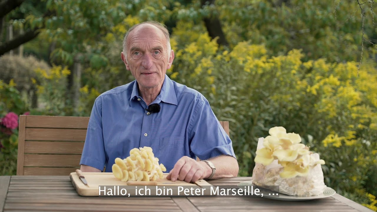 Peter Marseille erkl&auml;rt die Welt der Pilze - Der Limonenseitling