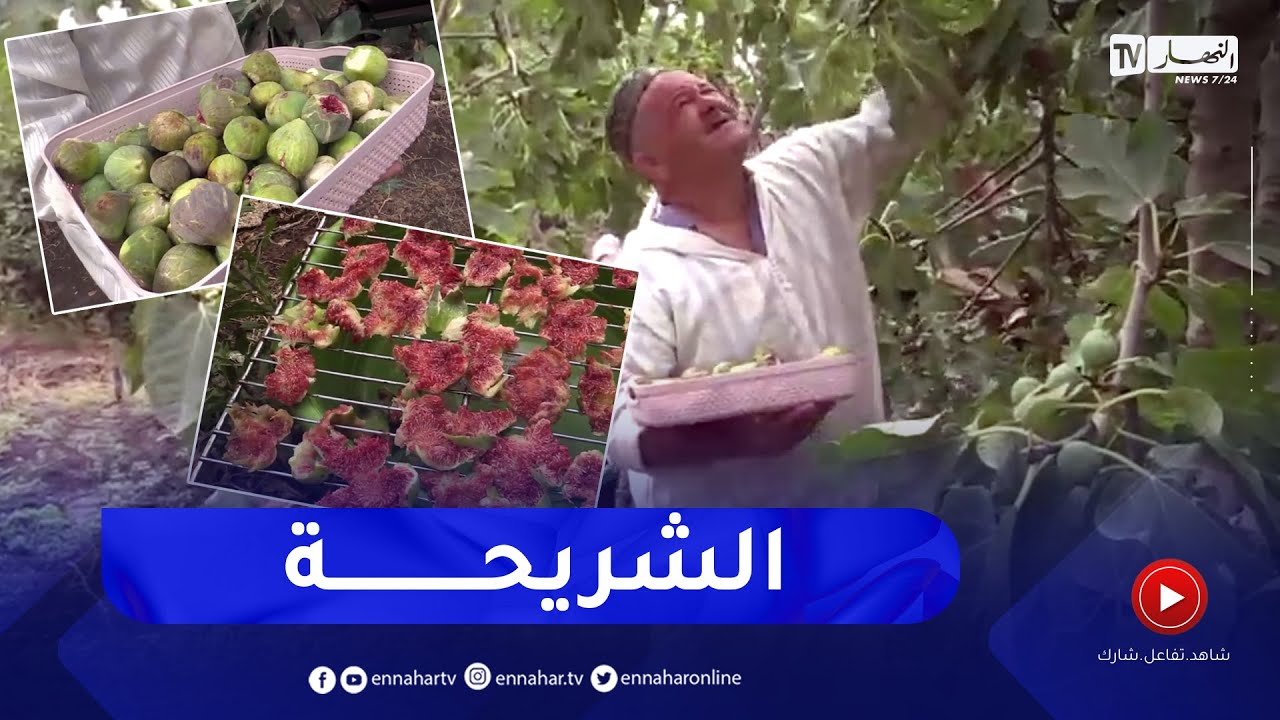 غليزان: الشريحة.. طريقة تقليدية لتجفيف فاكهة التين تأبى الإندثار