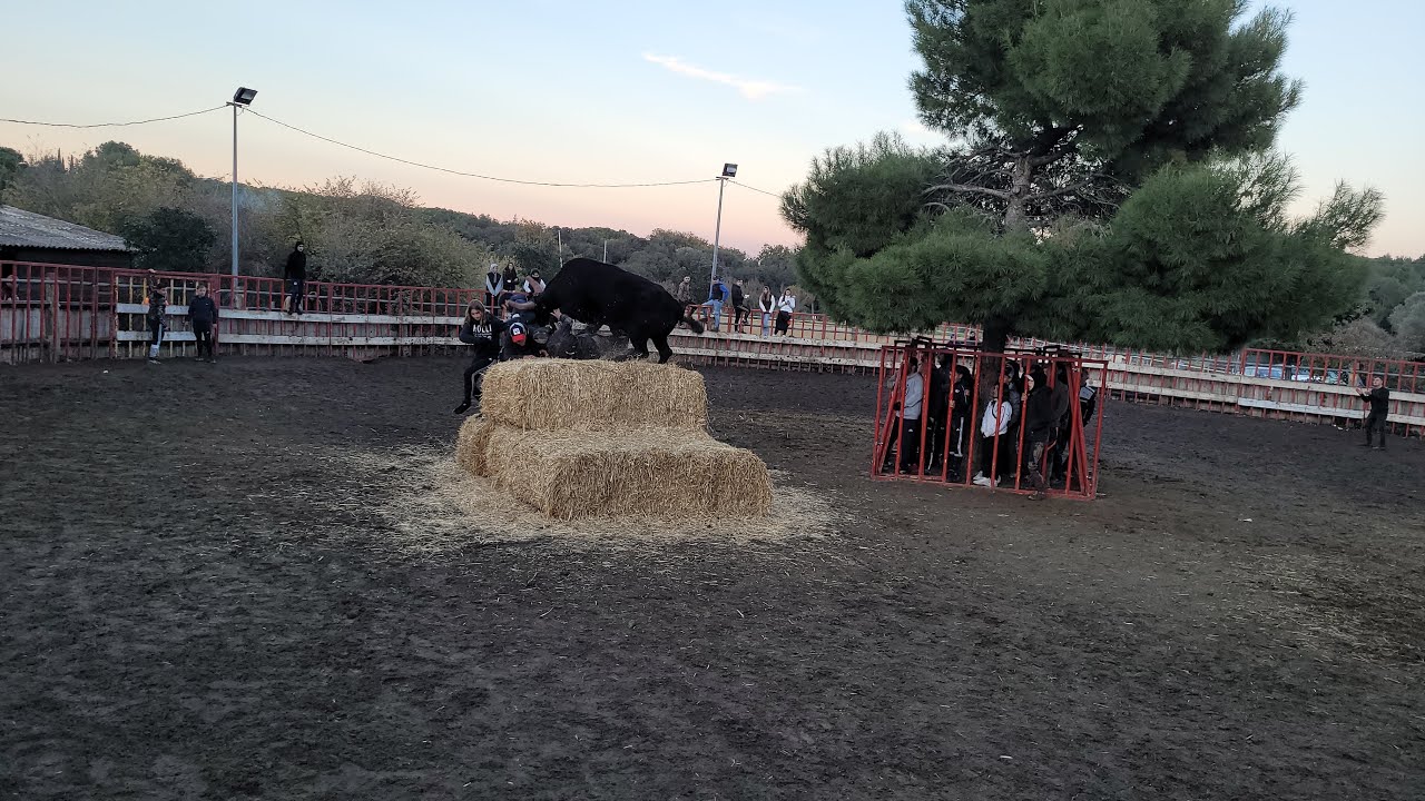 Toro Paille _ St Baudile &Eacute;quitation _ 11.12.2022