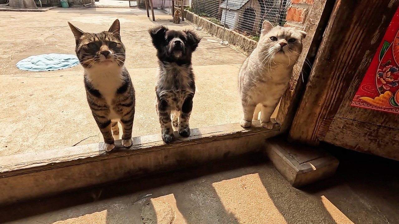 混在猫群里的狗子，抢猫食挨猫打，猫里猫气的又是快乐一天