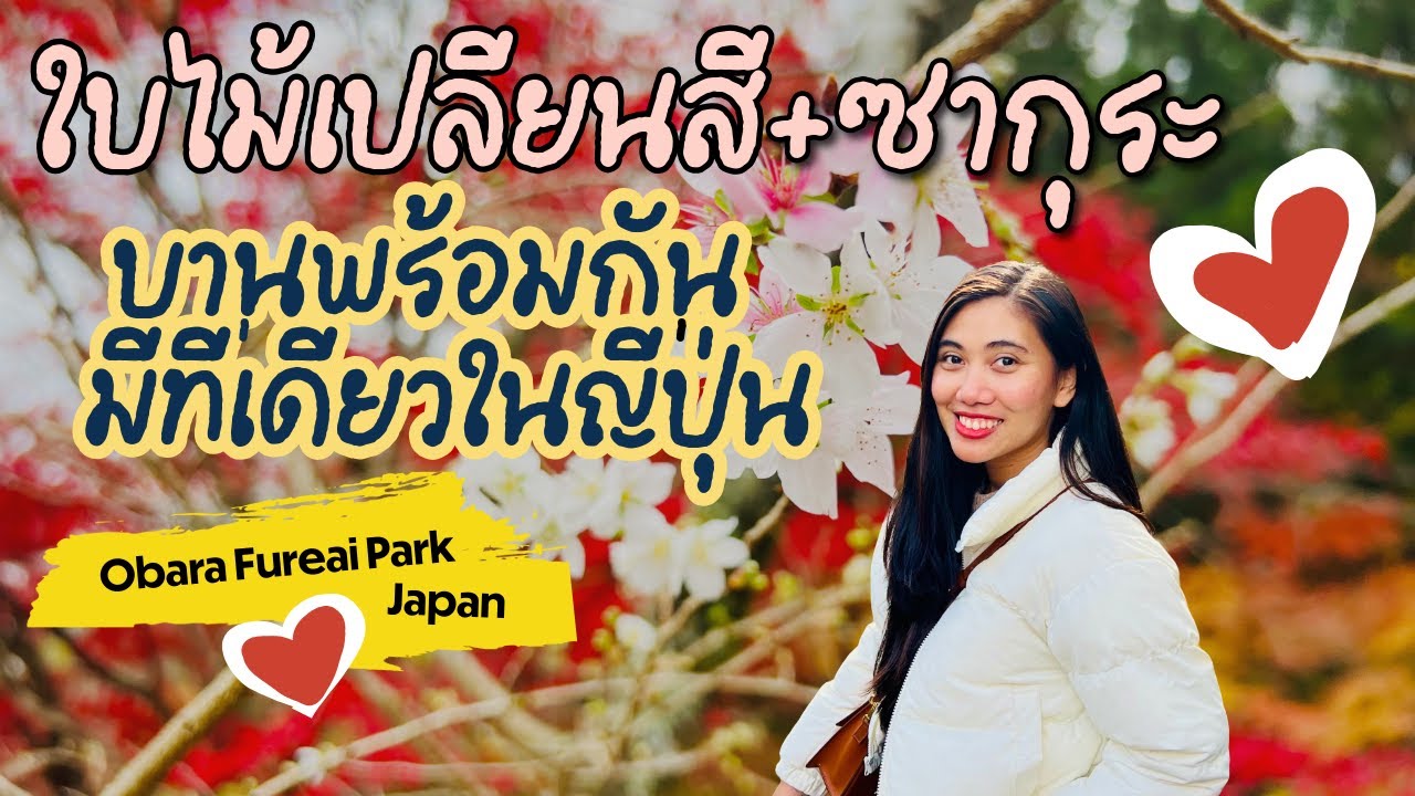 พาไปดูใบไม้เปลี่ยนสีกับซากุระ บานพร้อมกัน ที่Obara park แค่1ชมจากNagoya