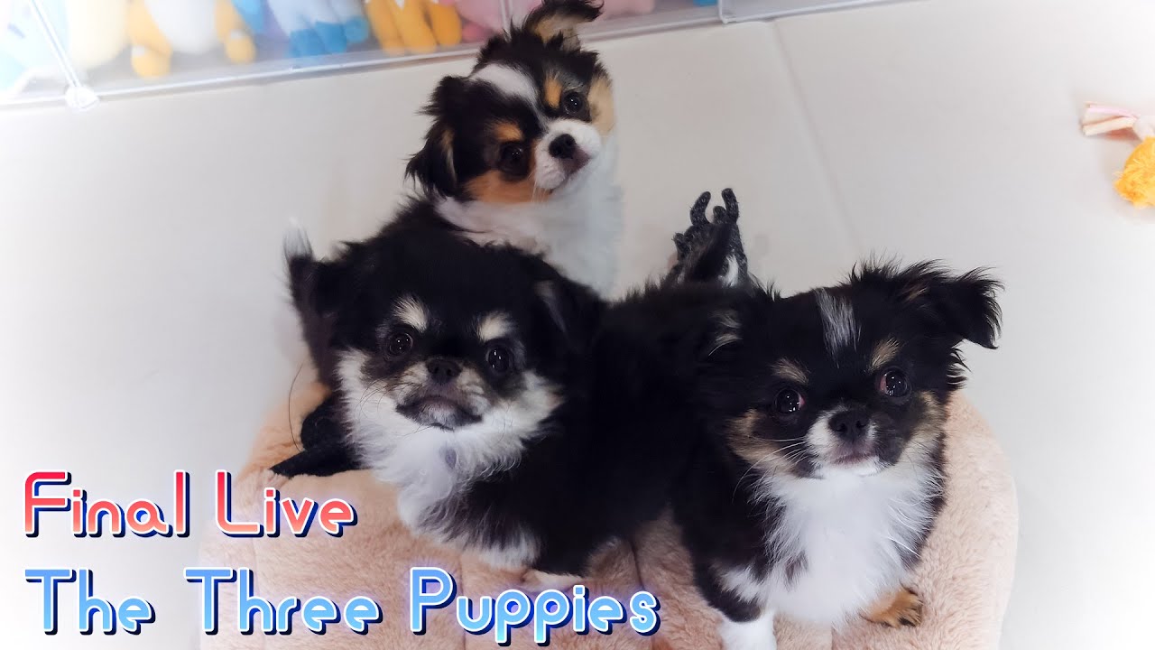 【Live】明日 巣立つ仔犬と遊びながら雑談できるラスト配信【ブリーダー】