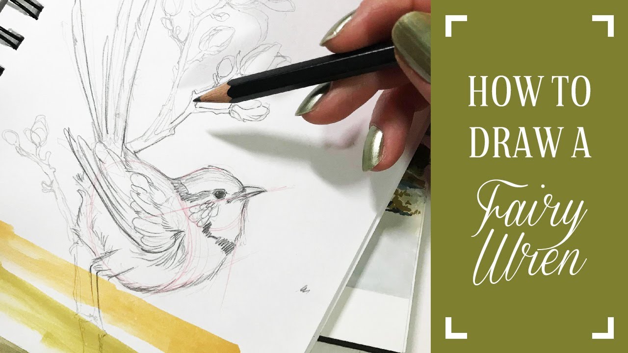 How to Draw a Fairy Wren (Part 1)