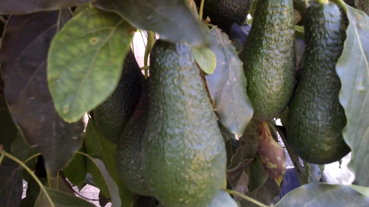 Avocado Tree Update Summer 2017! Wow! What A bumper Crop!