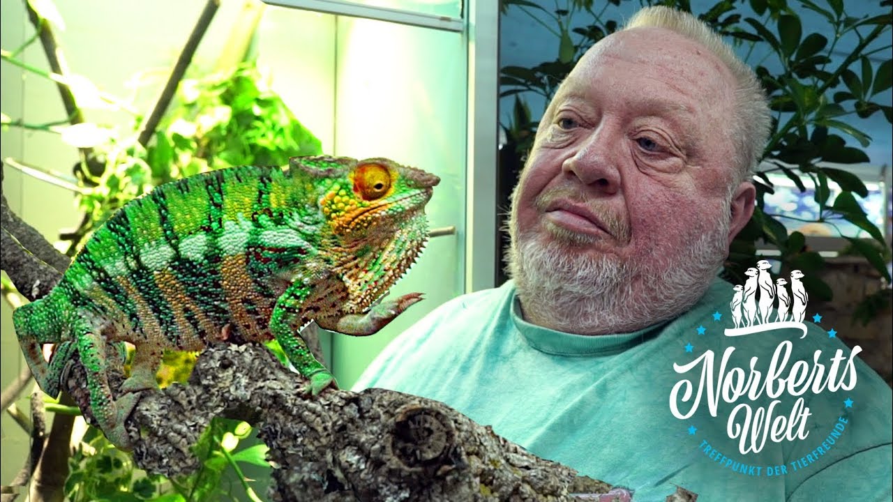 Warum wechselt ein CHAMÄLEON die FARBE? | Norberts Welt | Zoo Zajac