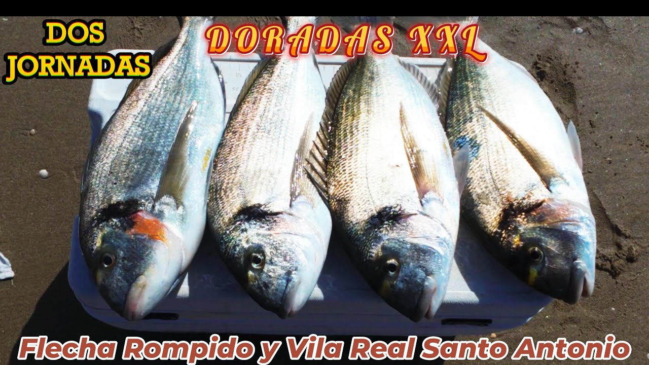 PESCA SURFCASTING A POR DORADAS EN LA FLECHA ROMPIDO Y VILA REAL SAN ANTONIO
