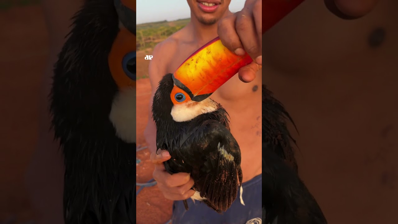 Homem resgata tucano em lago e cria amizade com ave: 
